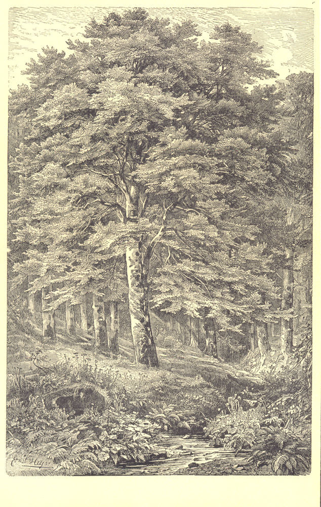 TREES. Beech Tree(Fagus Sylvatica) 1907 old antique vintage print picture
